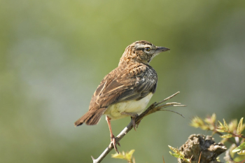 Brown Sparrow Bird Perching On Twig Brown Sparrow Bird Perching On Twig