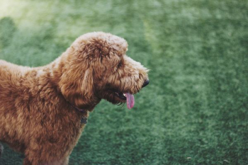 brown standard poodle on sod brown standard poodle on sod