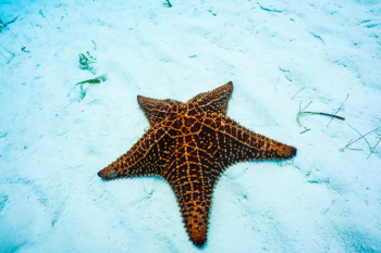 Brown Starfish Brown Starfish