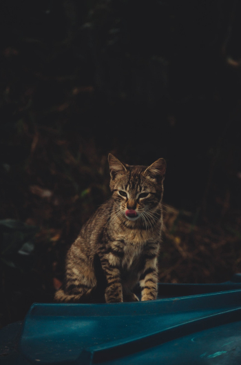 Brown Tabby Cat Brown Tabby Cat