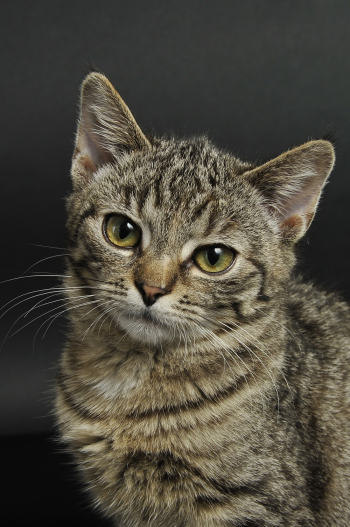 Brown Tabby Cat Brown Tabby Cat