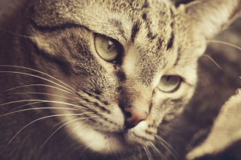 Brown Tabby Cat Brown Tabby Cat