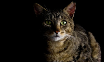 Brown Tabby Cat Brown Tabby Cat