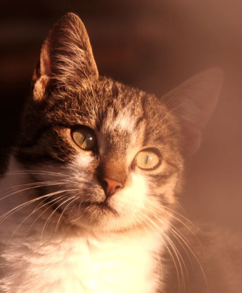 brown Tabby cat brown Tabby cat