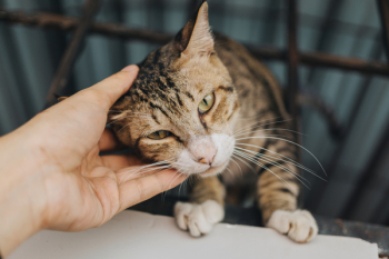 Brown Tabby Cat Brown Tabby Cat