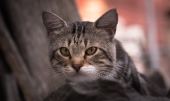 Brown Tabby Cat Brown Tabby Cat