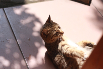 Brown Tabby Cat Brown Tabby Cat