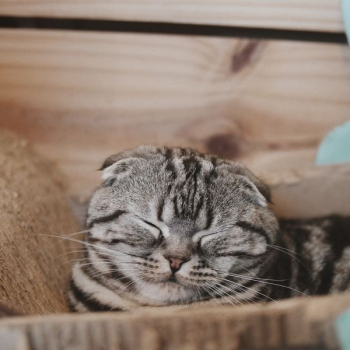 brown tabby cat brown tabby cat