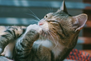 Brown Tabby Cat Brown Tabby Cat