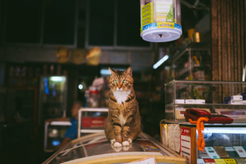 Brown Tabby Cat Brown Tabby Cat