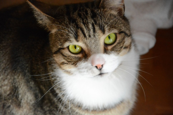 Brown Tabby Cat Brown Tabby Cat