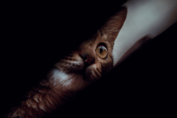 Brown Tabby Cat Brown Tabby Cat