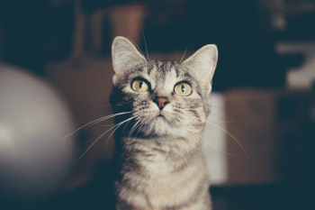 brown tabby cat brown tabby cat