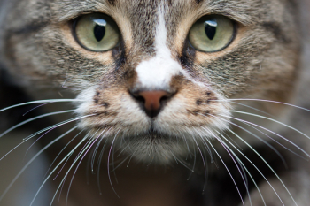 Brown Tabby Cat Brown Tabby Cat