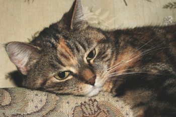 Brown Tabby Cat Brown Tabby Cat