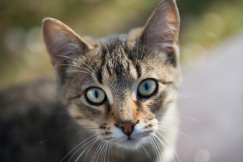 Brown Tabby Cat Brown Tabby Cat