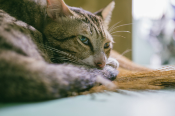 Brown Tabby Cat Brown Tabby Cat
