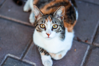 Brown Tabby Cat Brown Tabby Cat
