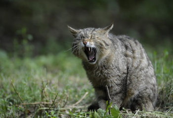 Brown Tabby Cat Brown Tabby Cat