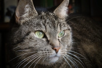 Brown Tabby Cat Brown Tabby Cat