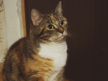 Brown Tabby Cat Brown Tabby Cat