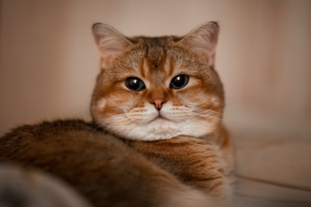 Brown Tabby Cat Brown Tabby Cat