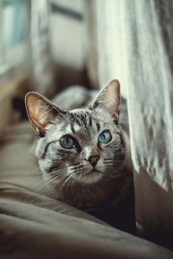 Brown Tabby Cat Brown Tabby Cat