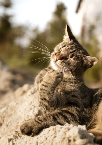 Brown Tabby Cat Brown Tabby Cat