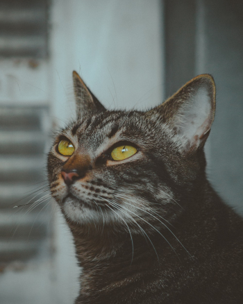 Brown Tabby Cat Brown Tabby Cat