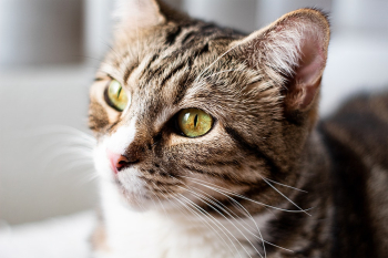 Brown Tabby Cat Brown Tabby Cat