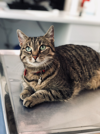 Brown Tabby Cat Brown Tabby Cat