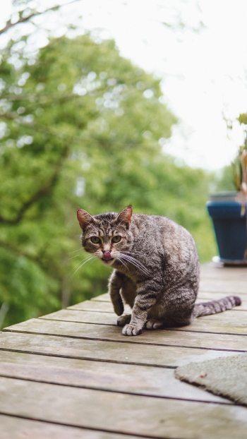 Brown Tabby Cat Brown Tabby Cat
