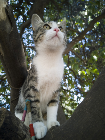 Brown Tabby Cat Brown Tabby Cat