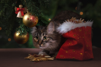 Brown Tabby Cat Beside Christmas Tree Brown Tabby Cat Beside Christmas Tree