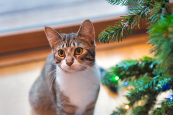 Brown Tabby Cat Beside Green Christmas Tree Brown Tabby Cat Beside Green Christmas Tree