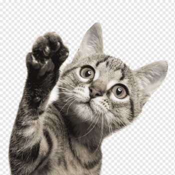 brown tabby cat, Cat Dog Kitten Pet sitting, The waving cat, animals, cat Like Mammal, pet png