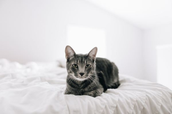 brown tabby cat on bed brown tabby cat on bed