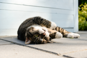 Brown Tabby Cat on Floor Brown Tabby Cat on Floor