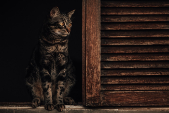 Brown Tabby Cat on Window Brown Tabby Cat on Window