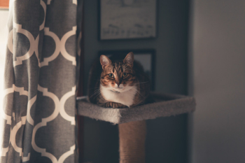 Brown Tabby Cat Sitting on Cat Tree Brown Tabby Cat Sitting on Cat Tree