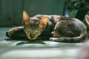 Brown Tabby Cat Sleeping Brown Tabby Cat Sleeping