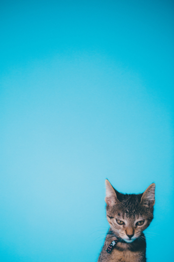 Brown Tabby Kitten Brown Tabby Kitten