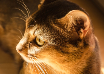 Brown Tabby Kitten Brown Tabby Kitten