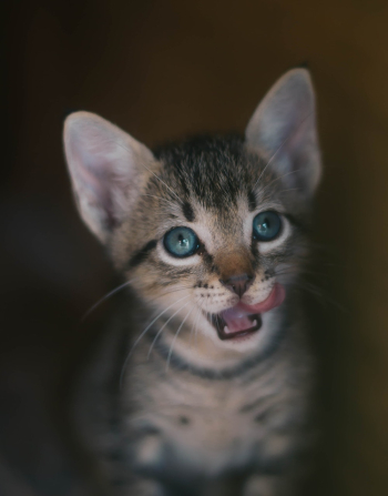 Brown Tabby Kitten Brown Tabby Kitten
