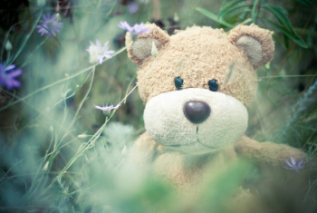 Brown Teddy Bear Brown Teddy Bear