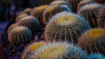 Brown Thorny Plant Brown Thorny Plant