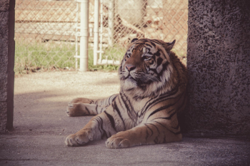 Brown Tiger