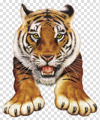 Brown tiger , Animal Atlas (An Animal Planet Book) Siberian Tiger Illustration, tiger transparent background PNG clipart