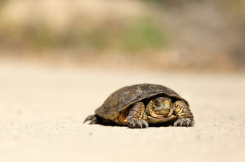 brown tortoise on brown sand brown tortoise on brown sand