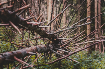 Brown Tree Branches